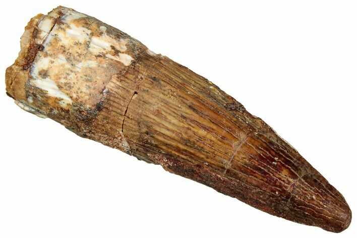 Fossil Spinosaurus Tooth - Real Dinosaur Tooth #329706